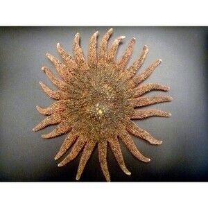 ToySpiny sunstar figure 6 - 8" ocean beach decor science teaching tool nature